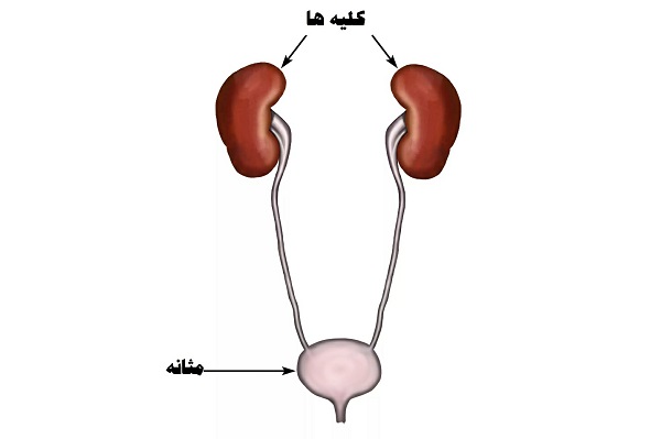 تغییر شکل مثانه