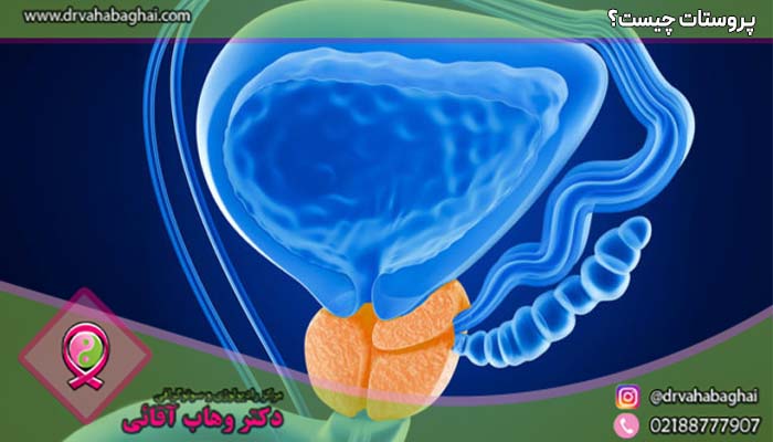 پروستات چیست