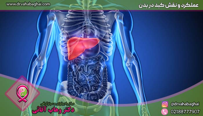 عملکرد و نقش کبد در بدن