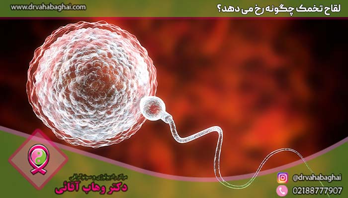 چگونگی لقاح تخمک