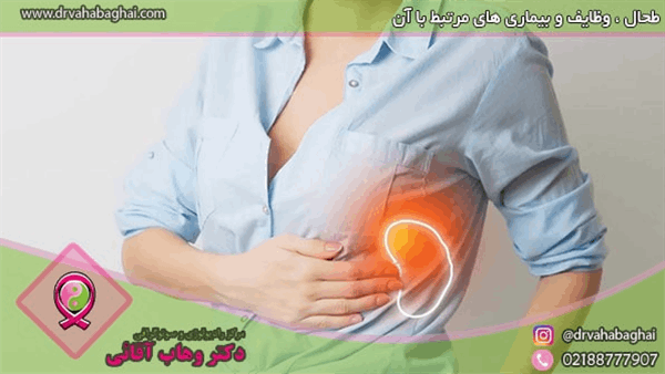 همه چیز درباره طحال (عملکرد و بیماری‌های مرتبط با آن)